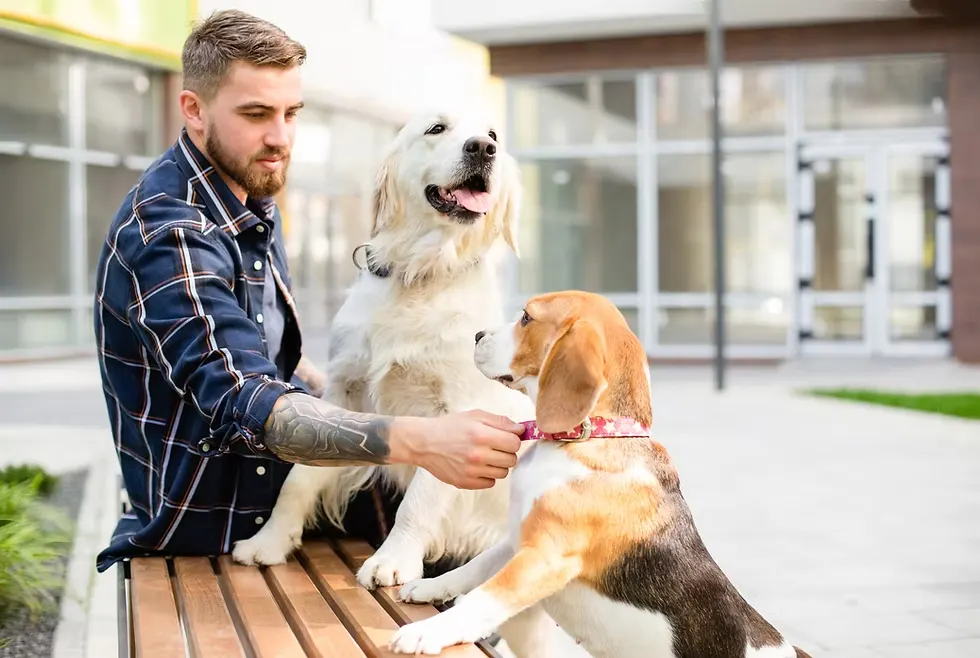 Dog Lover 