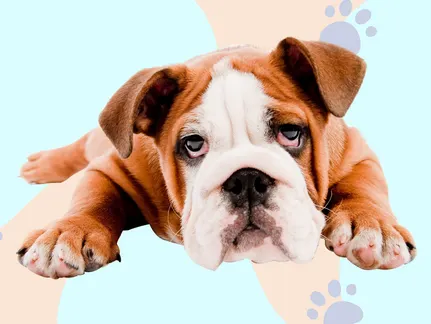 Natural Foods That Help Ease Joint Pain & Stiffness in Dogs