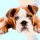 Natural Foods That Help Ease Joint Pain & Stiffness in Dogs