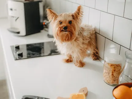 How To Ease Your Dog's Dry Skin