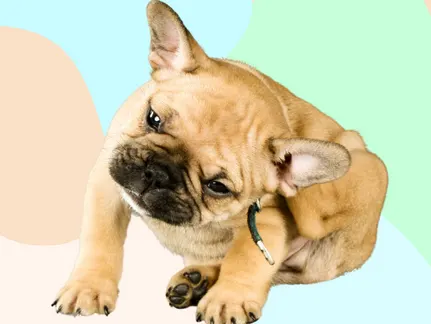 7 Home Remedies For Your Dog's Itchy Skin