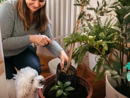 Which houseplants are safe for your pup?