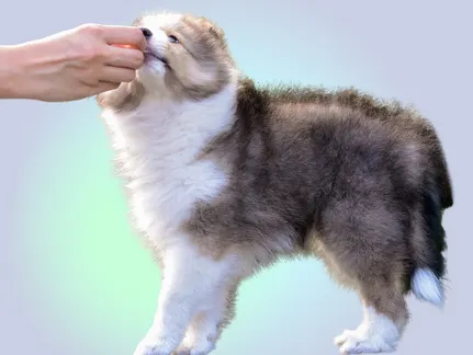 Supplements for Dogs: The Most Effective and When To Use Them