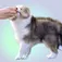 Supplements for Dogs: The Most Effective and When To Use Them