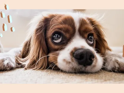 9 Natural Remedies That Are Proven To Ease Your Dogs Anxiety