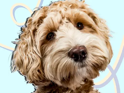 Why Anti-Inflammatory Is Crucial For Your Dog