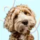 Why Anti-Inflammatory Is Crucial For Your Dog